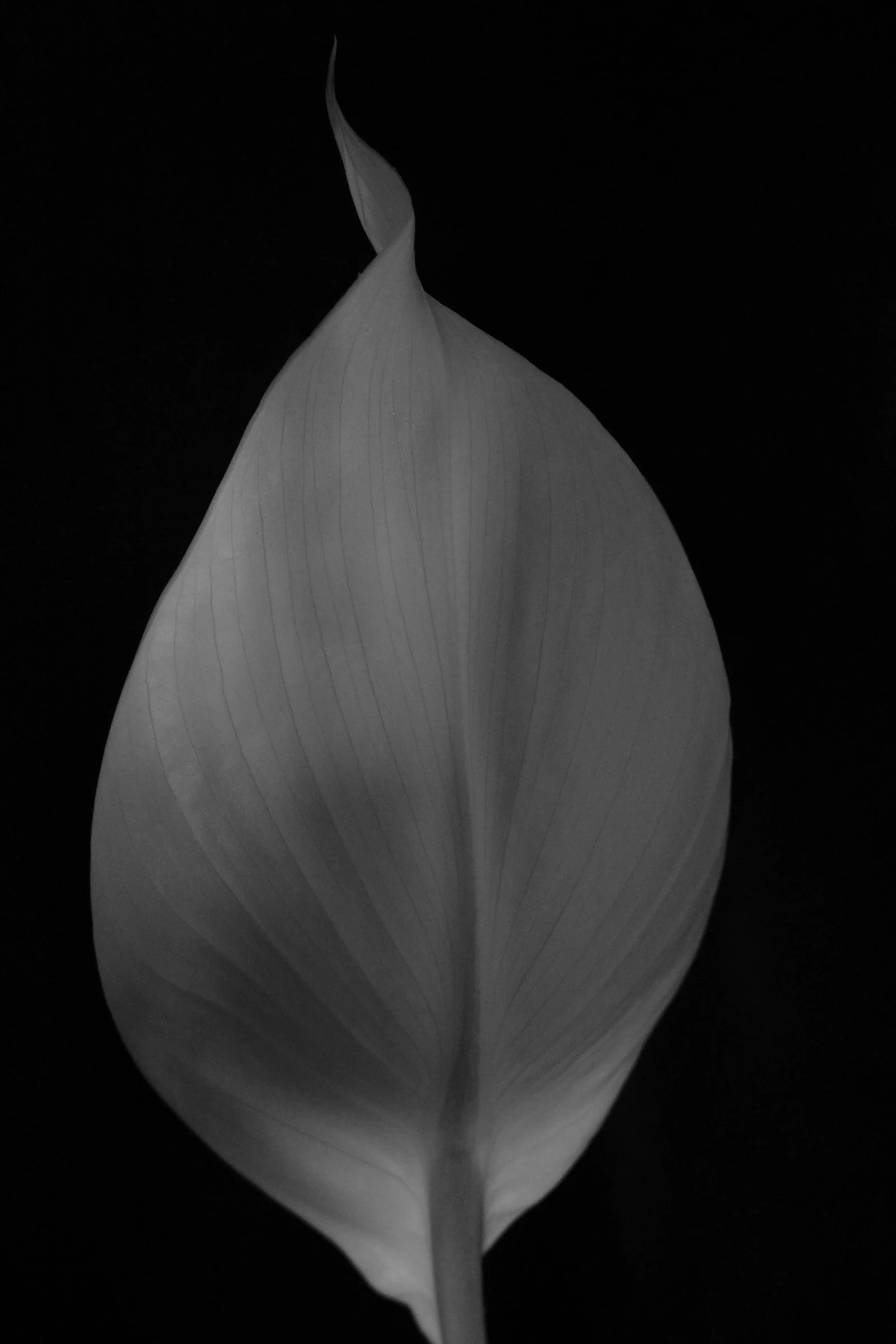 Work 62 by Nicolas Hendrickx