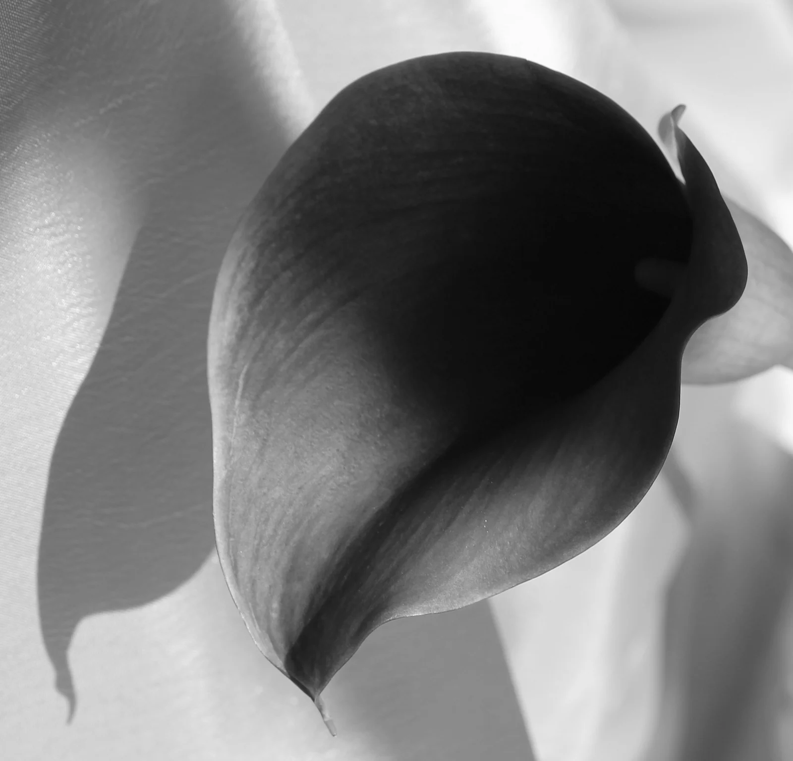 Work 73 by Nicolas Hendrickx